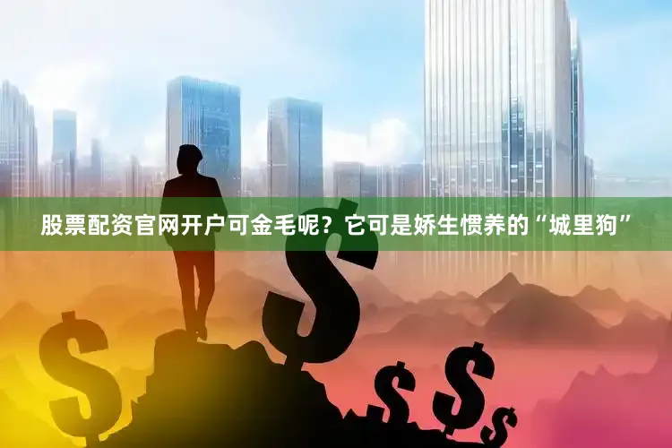 股票配资官网开户可金毛呢？它可是娇生惯养的“城里狗”